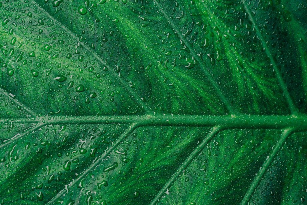 Luftfeuchtigkeit bei Pflanzen - Wassertropfen auf einem Blatt